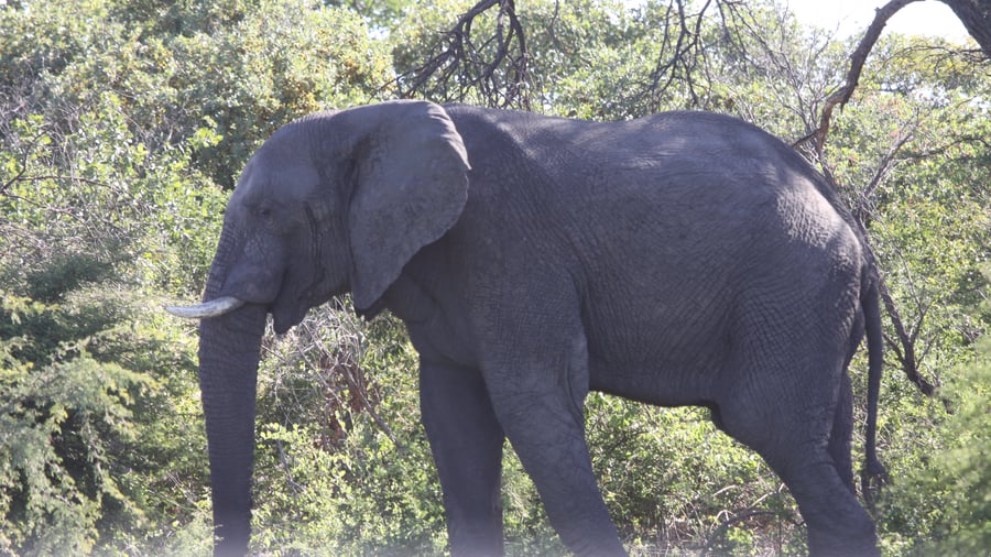 Elephant in South Africa