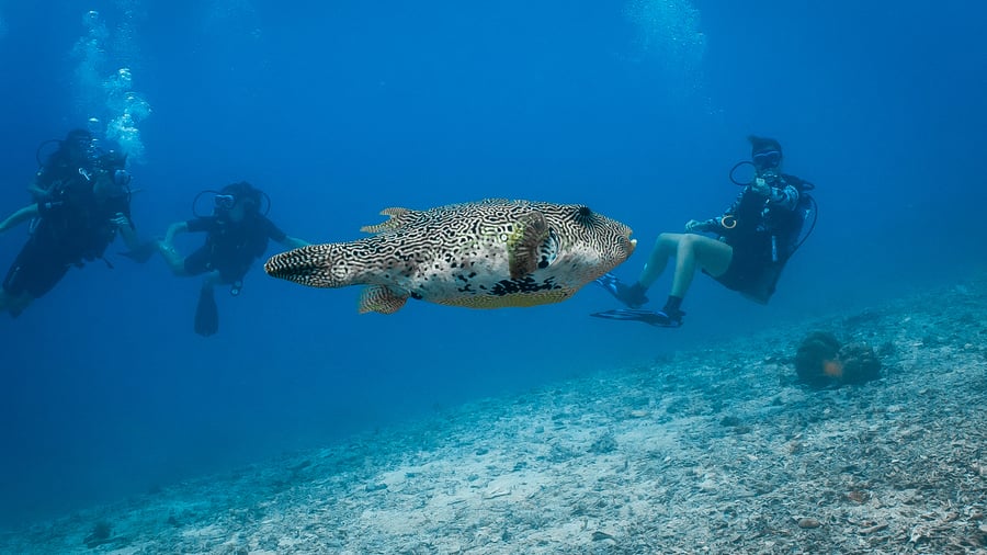 Divers and a starry pufferfish in Gili, Indonesia