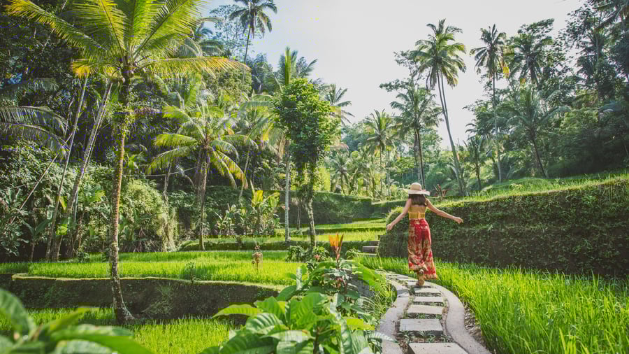 Frodig natur og risterrasser i Bali, Indonesien