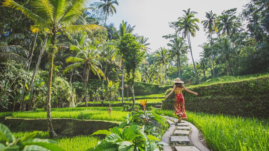 Rismarkerna vid Ubud