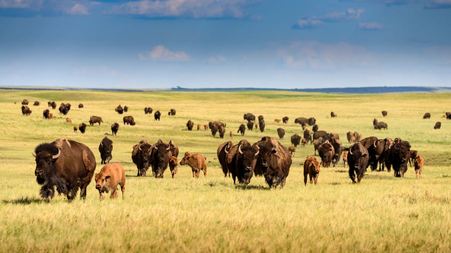 Custer State Park, Black Hills