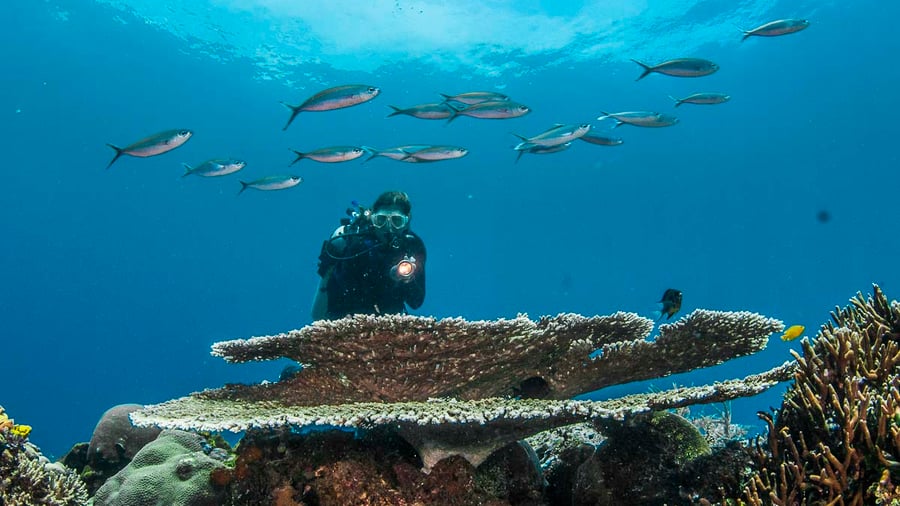 Diver on the reef
