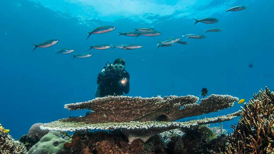 Diver on the reef