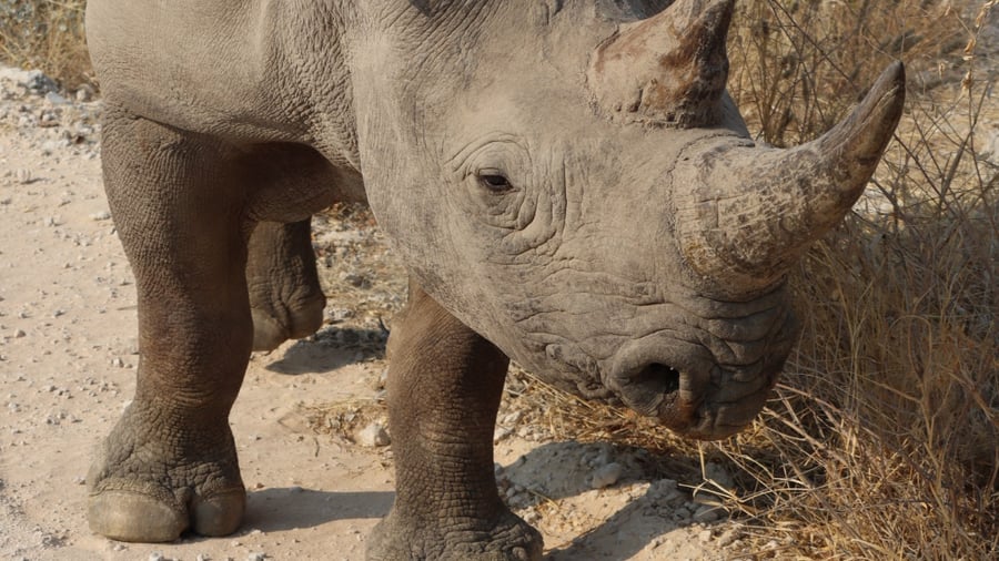 Rhino in Namibia