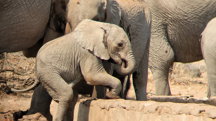 Baby elephant