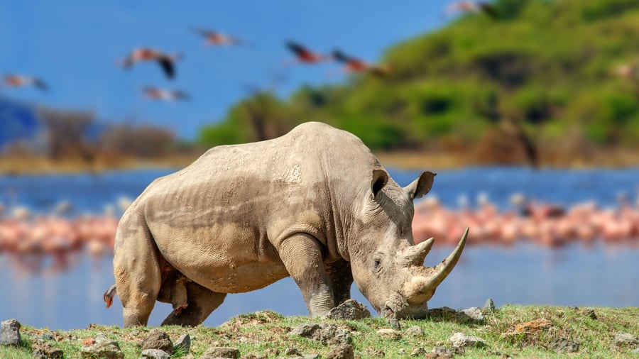 Næsehorn foran Lake Nakuru