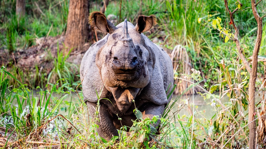 Rhino in Chitwan national park