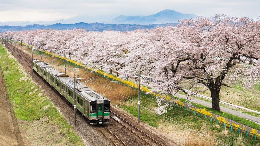 Railway with cherry blossom trees in Japan