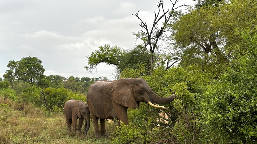 Spot majestic elephants in their natural habitat