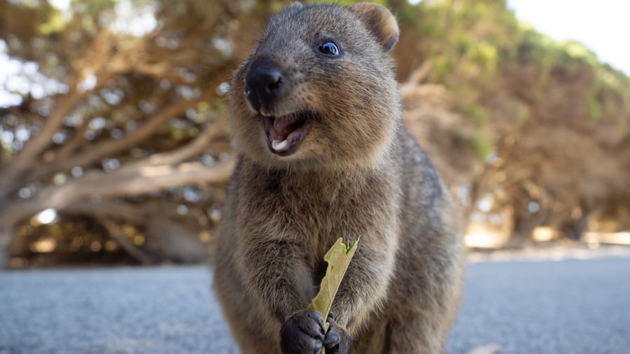 Se quokkas på rottnest island