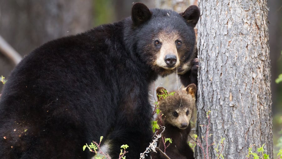 Sortbjørne i Watson Lake området, Yukon