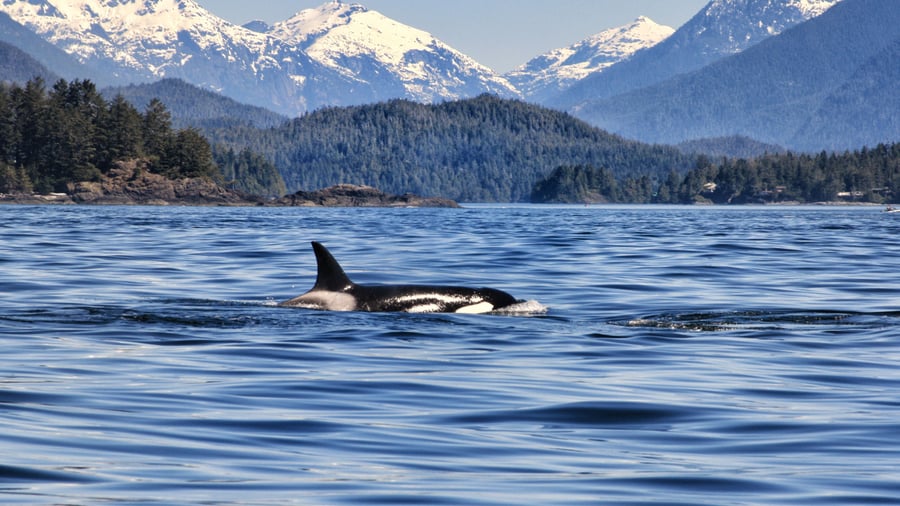 Du kan også tage på hvalsafari ud for kysten