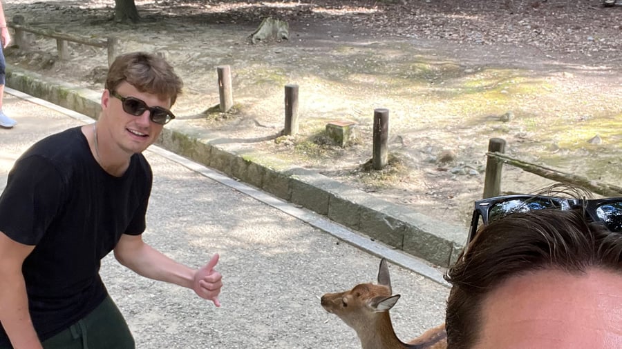 Hälsa på sikahjortar i Nara