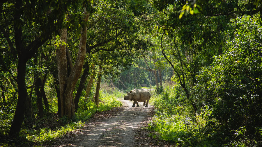 Asian rhino