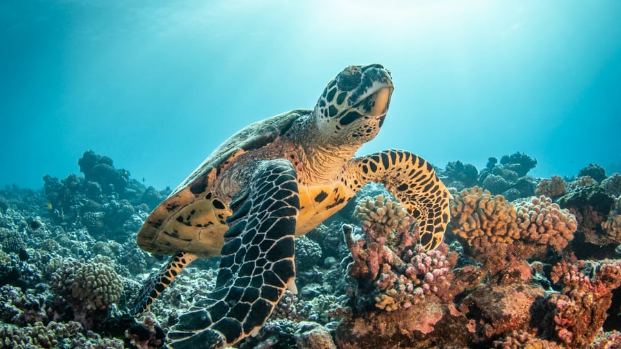 Havssköldpappa i korallreven vid Rangiroa