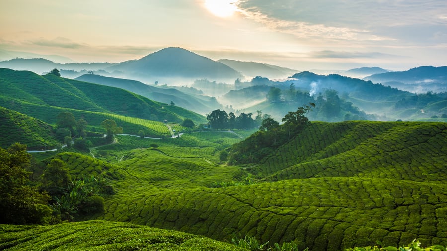 Cameron Highlands med grønne bjerge og teplantager