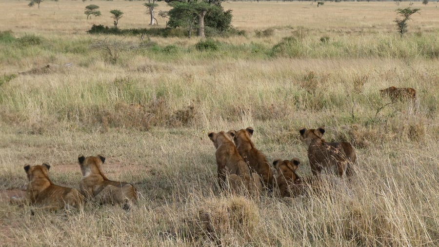 Bongaa leijonia Tansanian safarilla