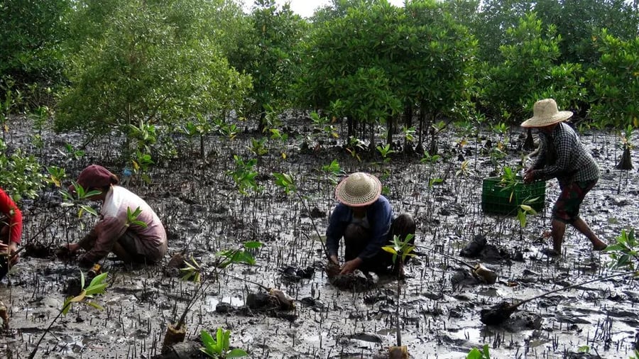 Mangroveplantor planteras i Myanmar