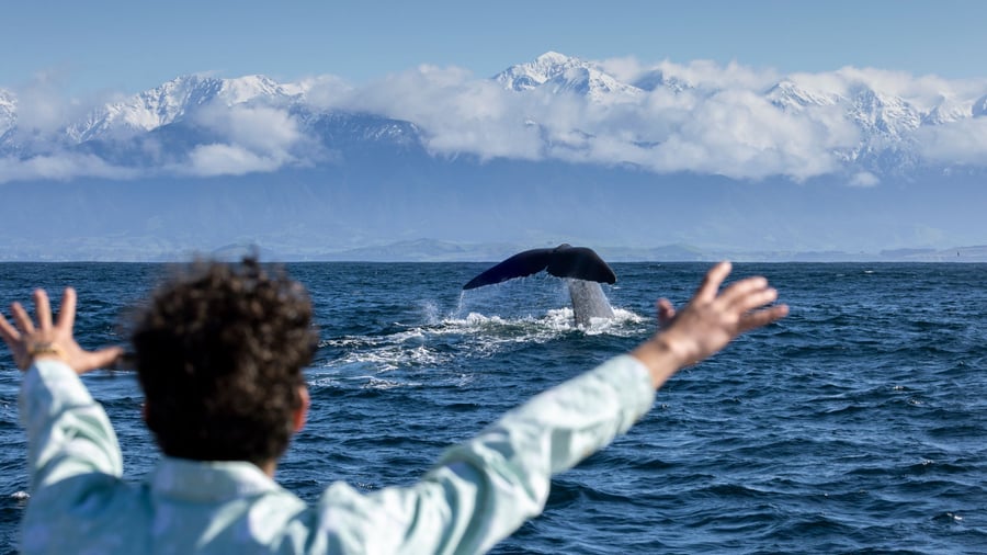 På hvalsafari ved Kaikoura