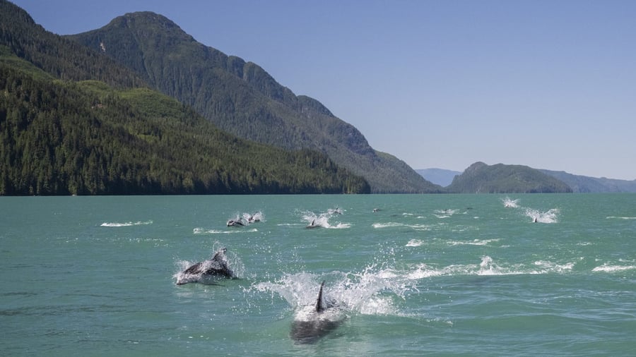 Delfiner i farvandet omkring Knight Inlet
