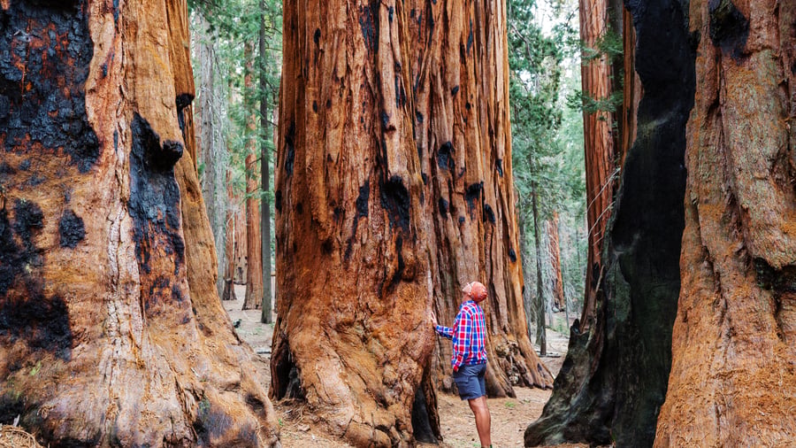 Besøgende blandt Giant Forests sequoiatræer
