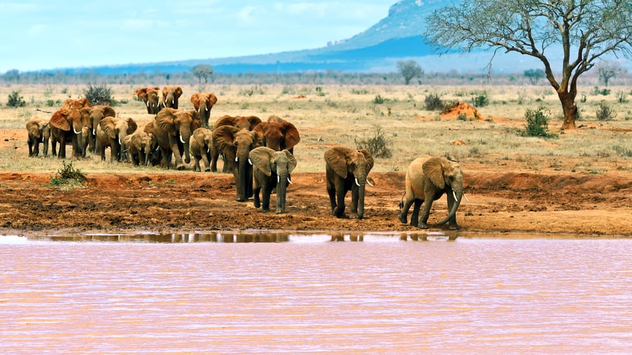 Elefanter ved floden i Tsavo Øst