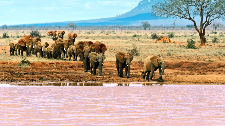 Elefanter ved floden i Tsavo Øst