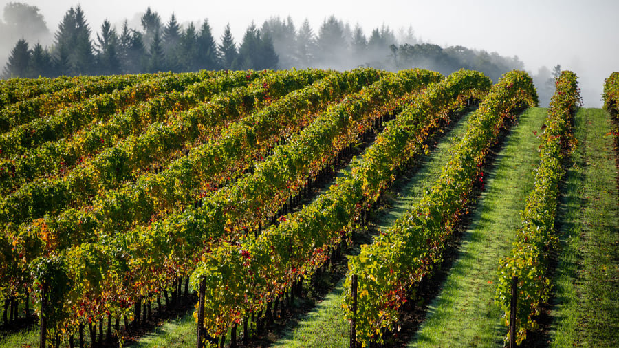 Vinmark i Oregon