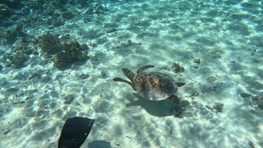 Check out the underwater world