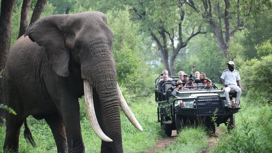 Game drive ved Becks Safari Lodge
