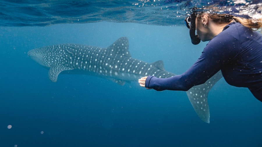  Möt valhajar i Ningaloo-revet