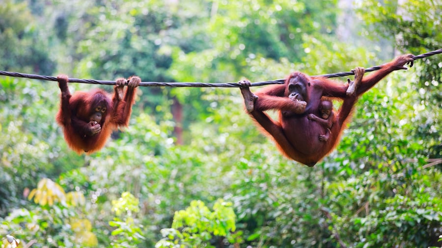 Borneo is one of the only places to see orangutans