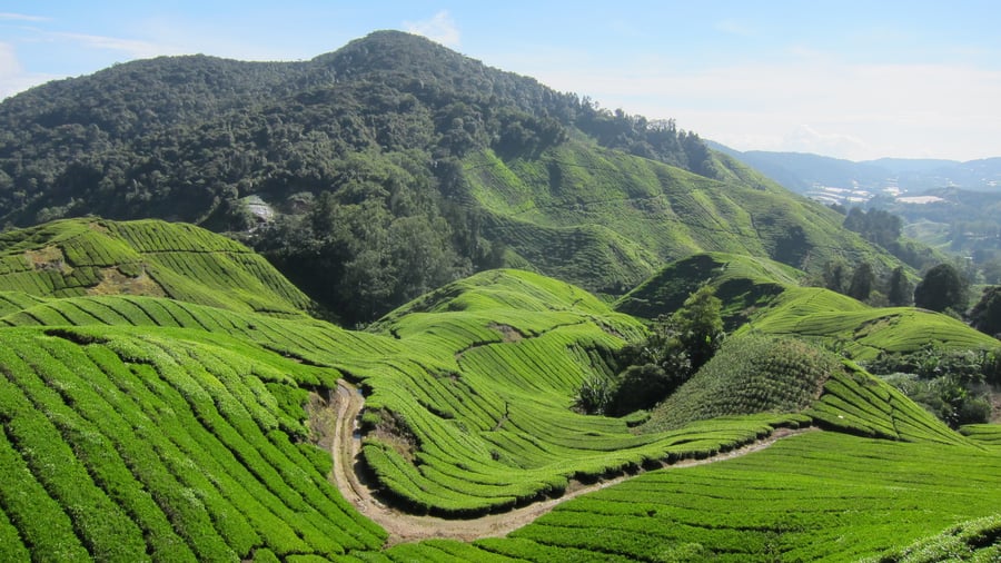 Green Cameron Highlands on a sunny day