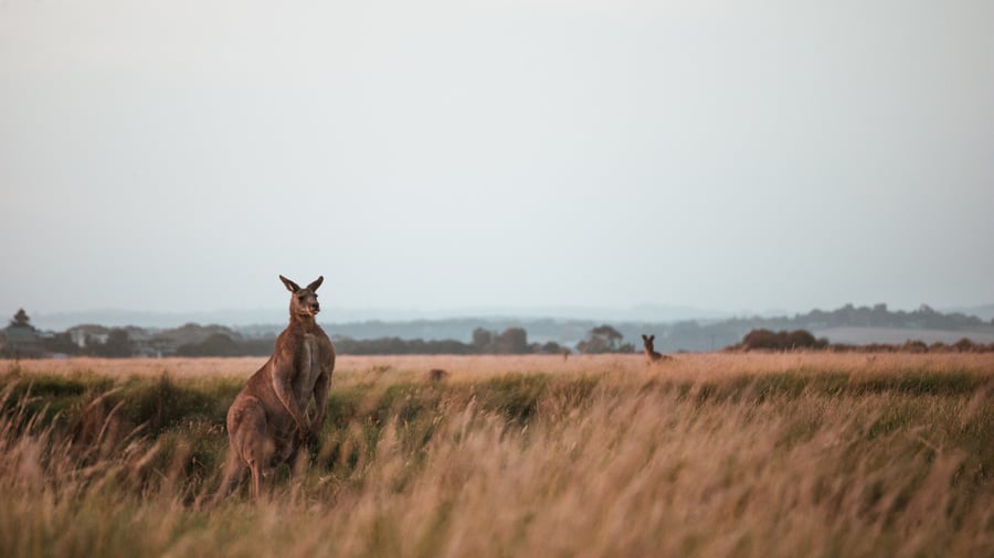 Kenguru i den vakre naturen