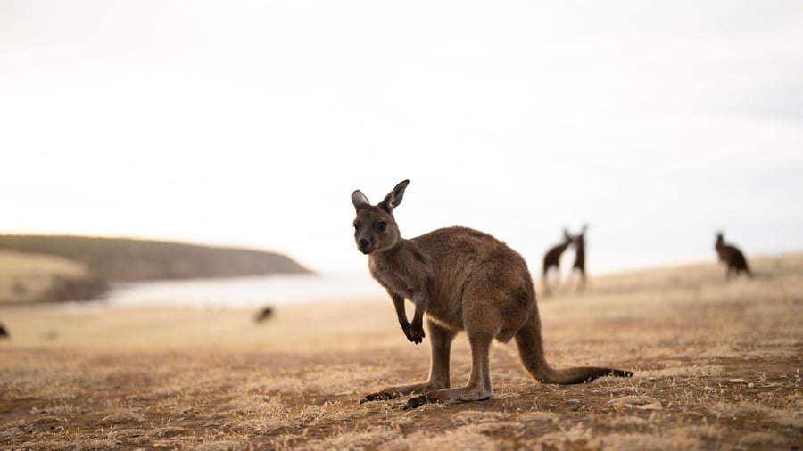 Kängurur på Kangaroo Island