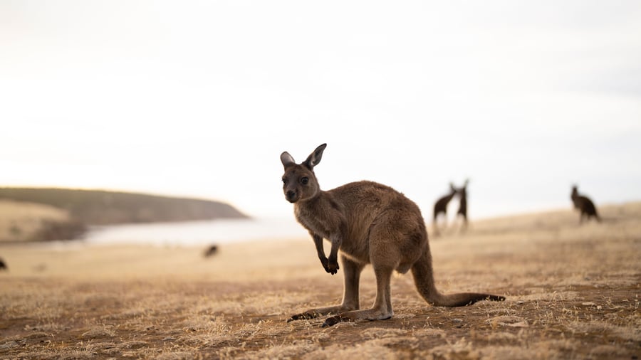Kænguruer på Kangaroo Island