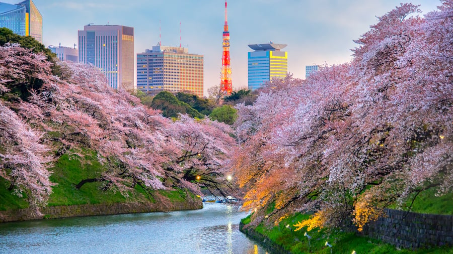 Chidorigafuchi Park med Tokyo Tower i bakgrunden