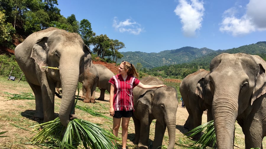 Feeding elephants in Chiang Mai