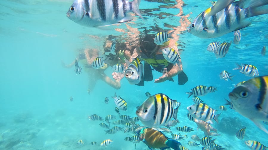 Snorkling hits different på Maurutius. 