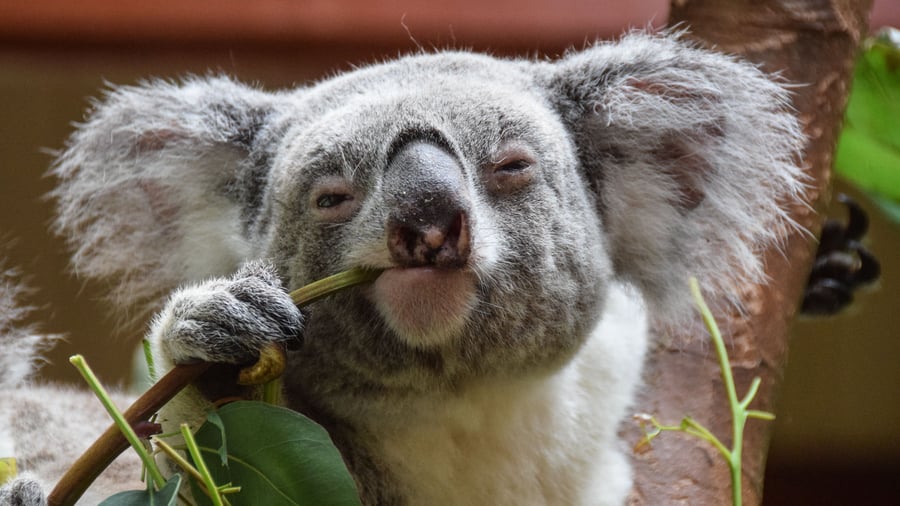 Koalan i sin naturliga miljö