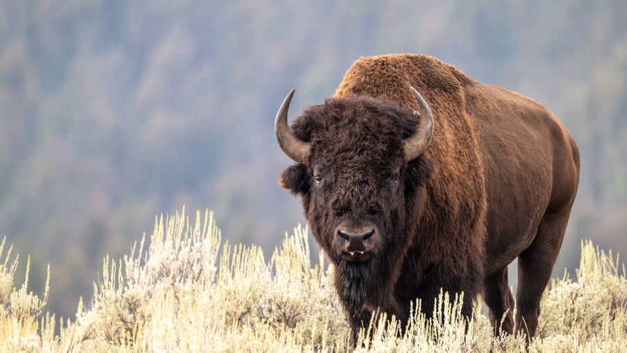 Bisonoxe i Yellowstone National Park, Wyoming