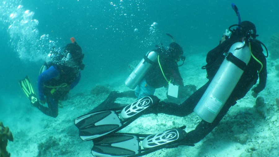 Dive with experinced instructors. 