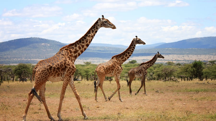 Se smukke giraffer i Mara Naboisho Conservancy