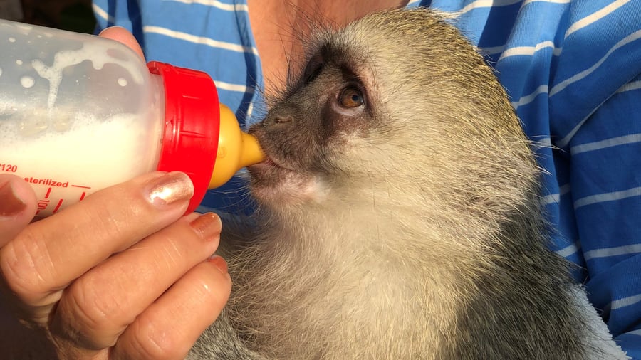 Feeding little monkey while volunteering in Africa