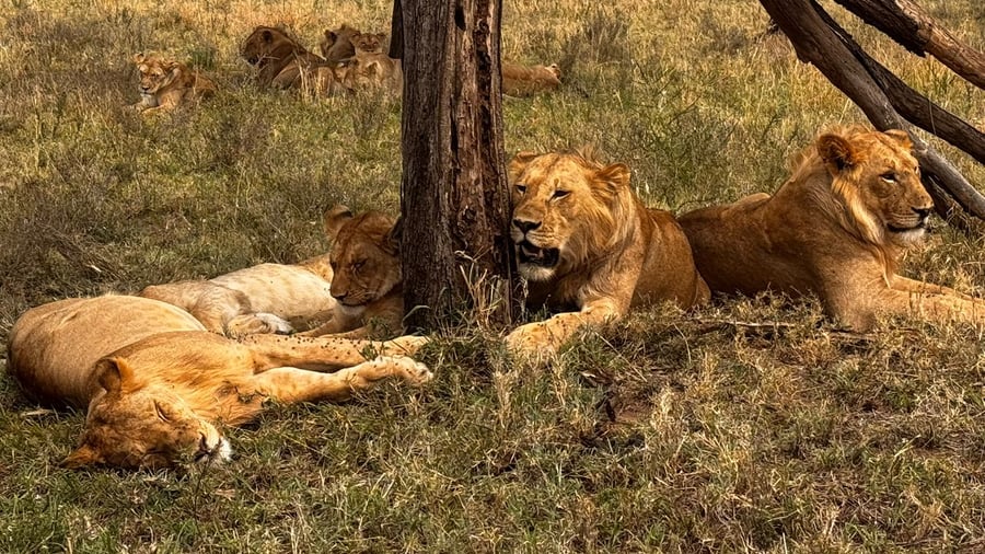 Lions chilling under the trees