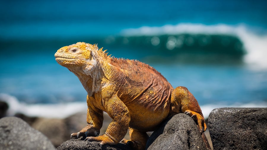 Spot wild life in every angle. 