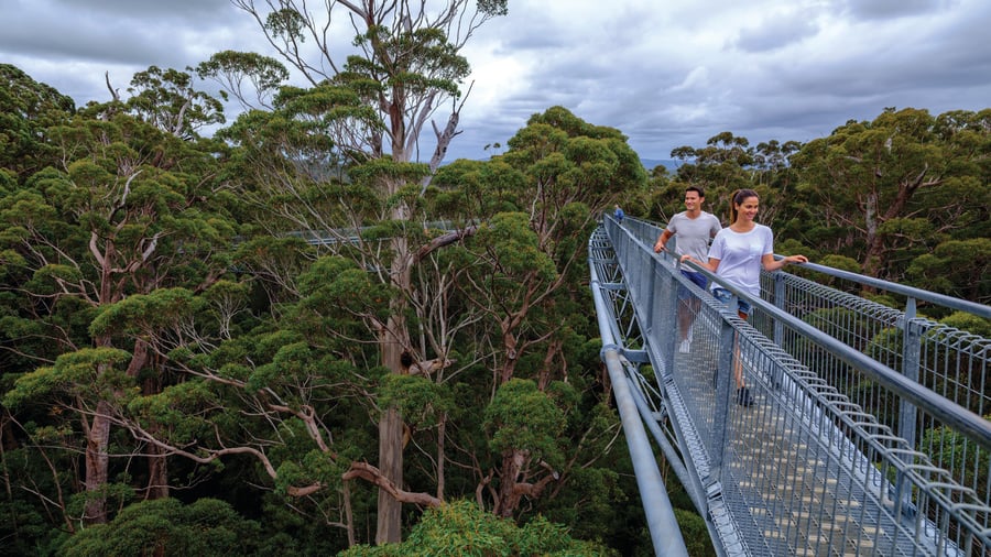 Tree Top Walk i Valley of the Giants
