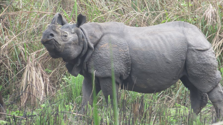 Neushoorn in Nepal
