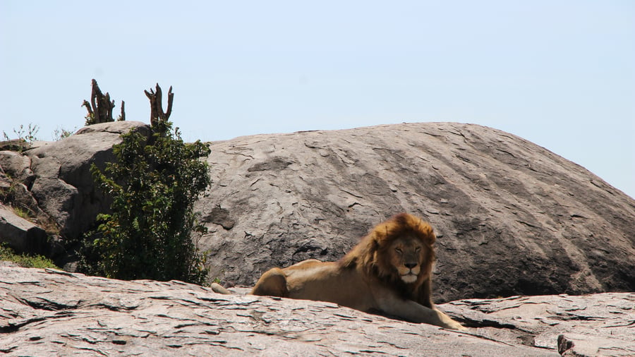 Lion resting on a rock in Serengeti