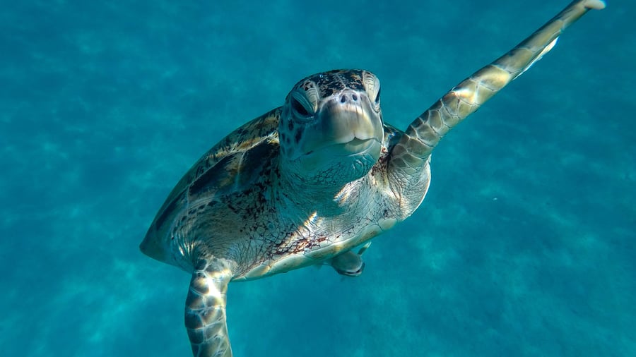Opdag marinelivet med fisk, skildpadder og rokker